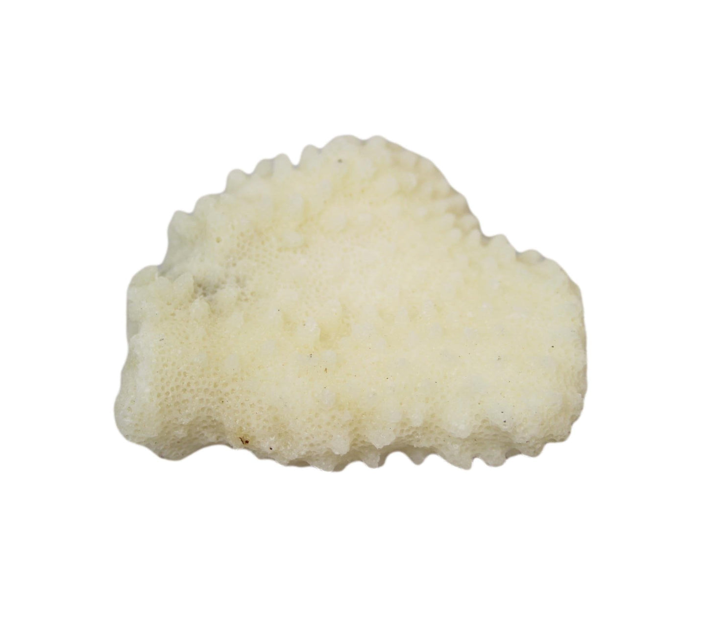 Natural White Stone Seashells Beach Shells Aquarium Decor 4 - 7cm Pack of 3 4528 (Parcel Rate)